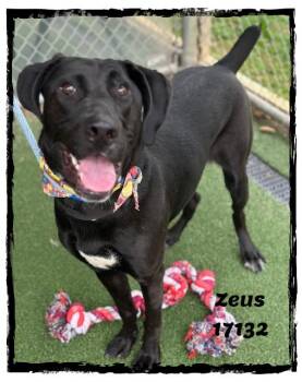 Black Labrador Retriever Dogs Available for Adoption - ZEUS | PetCurious