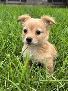 Kolt -  Dachshund and Chihuahua Dog for Adoption in Helotes, Texas - Kolt | PetCurious