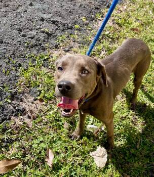 Rescue Weimaraner and Labrador Retriever Dogs for Adoption in St. Augustine, Florida - Blue | PetCurious