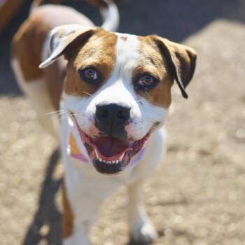 American Staffordshire Terrier Dogs Available for Adoption - SHERIFF WOODY | PetCurious