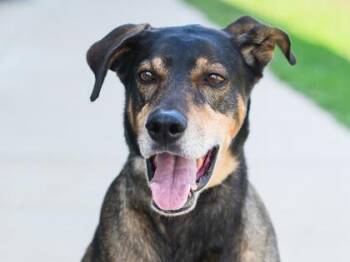 Hugo -  Mixed Breed Dog for Adoption in Longmont, Colorado - Hugo | PetCurious