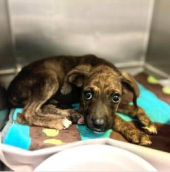 Mixed Breed Dogs Available for Adoption in West Chester, Pennsylvania - Brooks | PetCurious