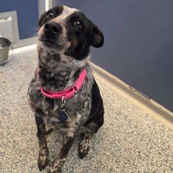 Australian Cattle Dog Blue Heeler and Australian Shepherd Dogs Available for Adoption in Great Falls, Montana - Willow Bean | PetCurious
