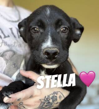 Stella -  Border Collie and German Shepherd Dog Dog for Adoption in Felton, Pennsylvania - Stella | PetCurious