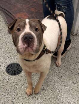 Shar Pei and Mixed Breed Dogs Available for Adoption in Kansas City, Missouri - 61055098 | PetCurious