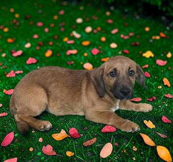 Buzz -  Beagle and Basset Hound Dog for Adoption in Dallas, Georgia - Buzz | PetCurious