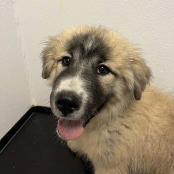 Great Pyrenees and Saint Bernard Dogs Available for Adoption - Apricota | PetCurious