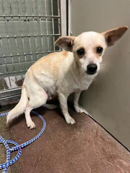LELAND -  Mixed Breed Dog for Adoption in Jacksonville, Florida - LELAND | PetCurious