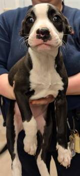 Pit Bull Terrier Dogs Available for Adoption - EFFIE | PetCurious