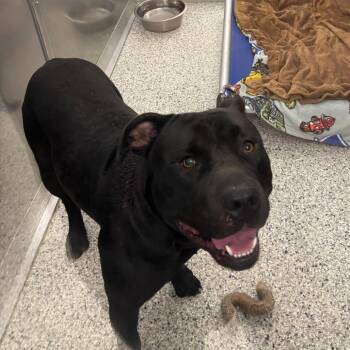 Bruno -  Presa Canario Dog for Adoption in Wilmington, Delaware - Bruno | PetCurious