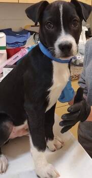 Pit Bull Terrier Dogs Available for Adoption in Elizabethton, Tennessee - MEMPHIS | PetCurious