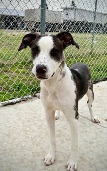 Imari -  Hound Dog for Adoption in Kalamazoo, Michigan - Imari | PetCurious