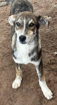 Terrier and Australian Cattle Dog Blue Heeler Dogs Available for Adoption - Wee Willie | PetCurious