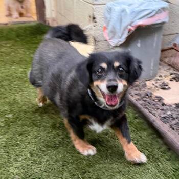 Dachshund and Mixed Breed Dogs Available for Adoption in Phoenix, Arizona - Mindy & Peanut Bonded Pair | PetCurious