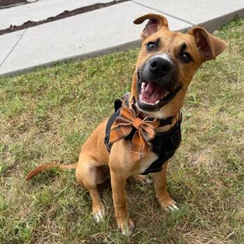 Squibble -  Mixed Breed Dog for Adoption in Martinsville, Virginia - Squibble | PetCurious