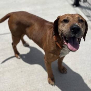 Bowie -  Mixed Breed Dog for Adoption in Janesville, Wisconsin - Bowie | PetCurious