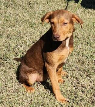 Rescue Shepherd and Mixed Breed Dogs for Adoption in Morristown, New Jersey - Raven | PetCurious