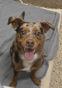 Walnut 64193 -  Australian Shepherd Dog for Adoption in Aiken, South Carolina - Walnut 64193 | PetCurious