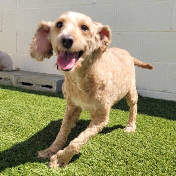 Lucy AKA Nala 5127 -  Poodle Dog for Adoption in Loxahatchee Groves, Florida - Lucy AKA Nala 5127 | PetCurious