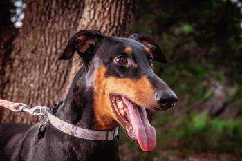 Rescue Doberman Pinscher Dogs for Adoption in Benbrook, Texas - Coco | PetCurious