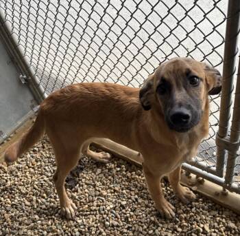 Labrador Retriever Dogs Available for Adoption in Sterling, Massachusetts - Princess 5 Months AVAILABLE 4/29 | PetCurious