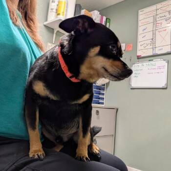 Miniature Pinscher and Chihuahua Dogs Available for Adoption in Greenville, Pennsylvania - Ace | PetCurious