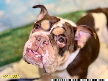 Mixed Breed Dogs Available for Adoption - LARS | PetCurious