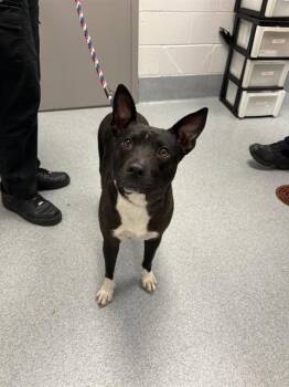 ROYAL -  Staffordshire Bull Terrier Dog for Adoption in Indianapolis, Indiana - ROYAL | PetCurious