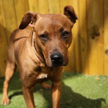 Rescue Pit Bull Terrier and Plott Hound Dogs for Adoption in Austin, Texas - Scrappy Doo JuM | PetCurious
