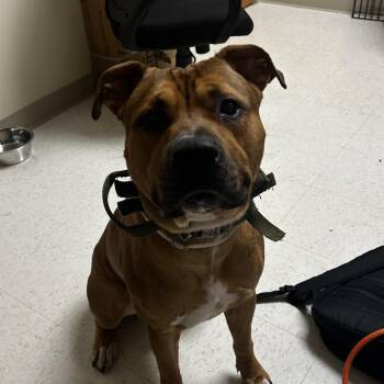 Pupperoni -  Mixed Breed Dog for Adoption in Winston-salem, North Carolina - Pupperoni | PetCurious