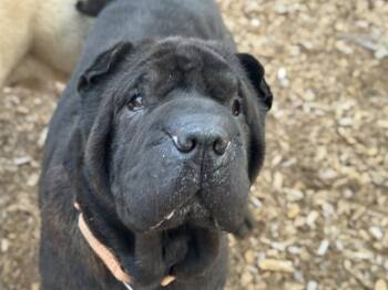 Rescue Shar Pei Dogs for Adoption in Kirkland, Washington - Puffs | PetCurious