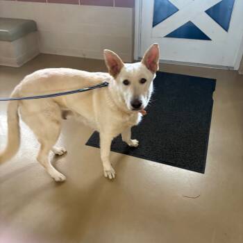 Rescue Mixed Breed Dogs for Adoption in Winston-salem, North Carolina - Sandy | PetCurious