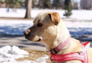 Labrador Retriever and Mixed Breed Dogs Available for Adoption - Shelli Sherri | PetCurious