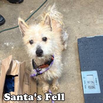 Rescue Cairn Terrier and Mixed Breed Dogs for Adoption in Hillsboro, Ohio - Santa's Fell | PetCurious