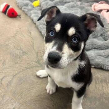 Husky and German Shepherd Dog Dogs Available for Adoption - Velma | PetCurious