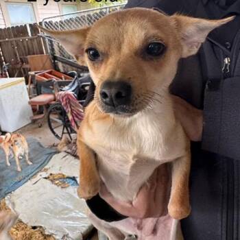 Chihuahua and Mixed Breed Dogs Available for Adoption - Sandy | PetCurious