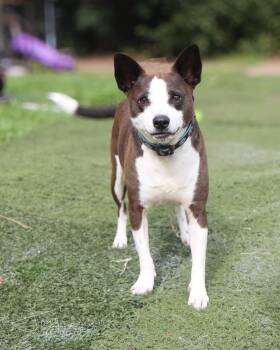 Chihuahua Dogs Available for Adoption in Jackson, Mississippi - Crook (bonded Pair) | PetCurious
