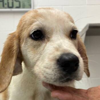 Tummi -  Terrier and Mixed Breed Dog for Adoption in Corpus Christi, Texas - Tummi | PetCurious