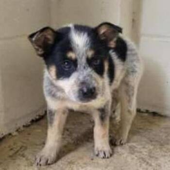 Cattle Dog and Mixed Breed Dogs Available for Adoption - Joe AKA Turbo 0891 | PetCurious