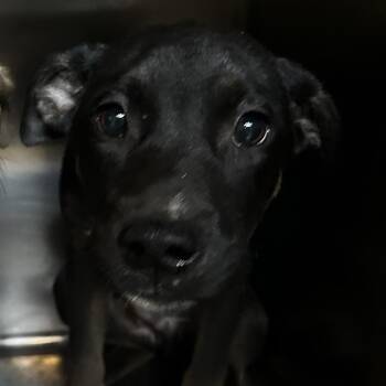 Pong -  Mixed Breed Dog for Adoption in Gadsden, Alabama - Pong | PetCurious