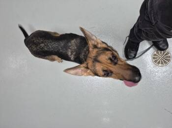 Ic-3 Lila -  German Shepherd Dog Dog for Adoption in Lawrenceville, Georgia - Ic-3 Lila | PetCurious