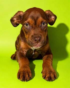 WYATT -  Mixed Breed Dog for Adoption in Jacksonville, Florida - WYATT | PetCurious