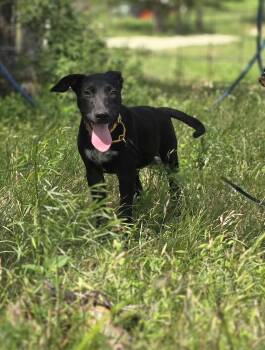 Rescue Black Labrador Retriever Dogs for Adoption in Kempner, Texas - Puddin Pop | PetCurious