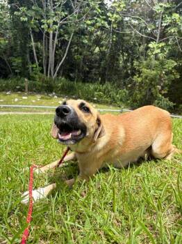 Allie -  Mixed Breed Dog for Adoption in New York, New York - Allie | PetCurious