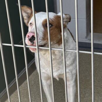 Australian Shepherd Dogs Available for Adoption in Reno, Nevada - Khoda | PetCurious