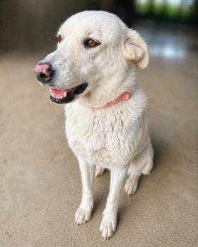 Yellow Labrador Retriever Dogs Available for Adoption in Killingworth, Connecticut - Amarillo #2 | PetCurious