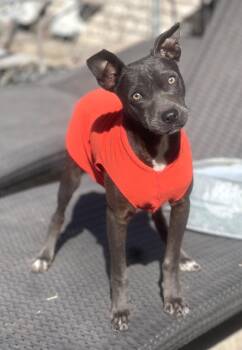 Mixed Breed Dogs Available for Adoption - Jeeter | PetCurious