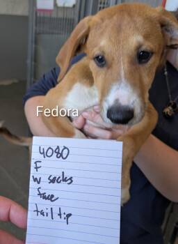Fedora -  Doberman Pinscher Dog for Adoption in Logan, Utah - Fedora | PetCurious