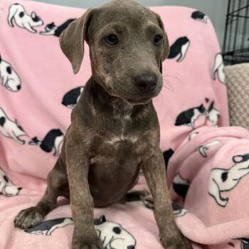 Eleanore -  Mixed Breed Dog for Adoption in Sequatchie, Tennessee - Eleanore | PetCurious