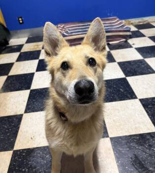 Luna -  German Shepherd Dog Dog for Adoption in Chicago, Illinois - Luna | PetCurious